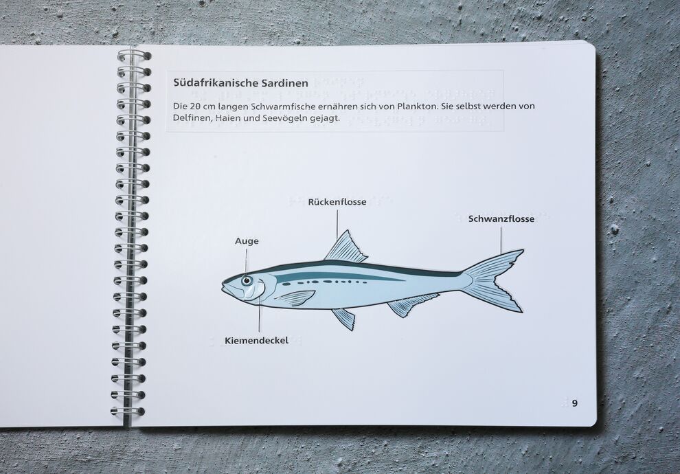 Aufgeschlagenes Ringbuch (Illustration: Südafrikanische Sardine mit Kennzeichnung der wichtigsten Körperteile, Text in Schwarz- und Brailleschrift