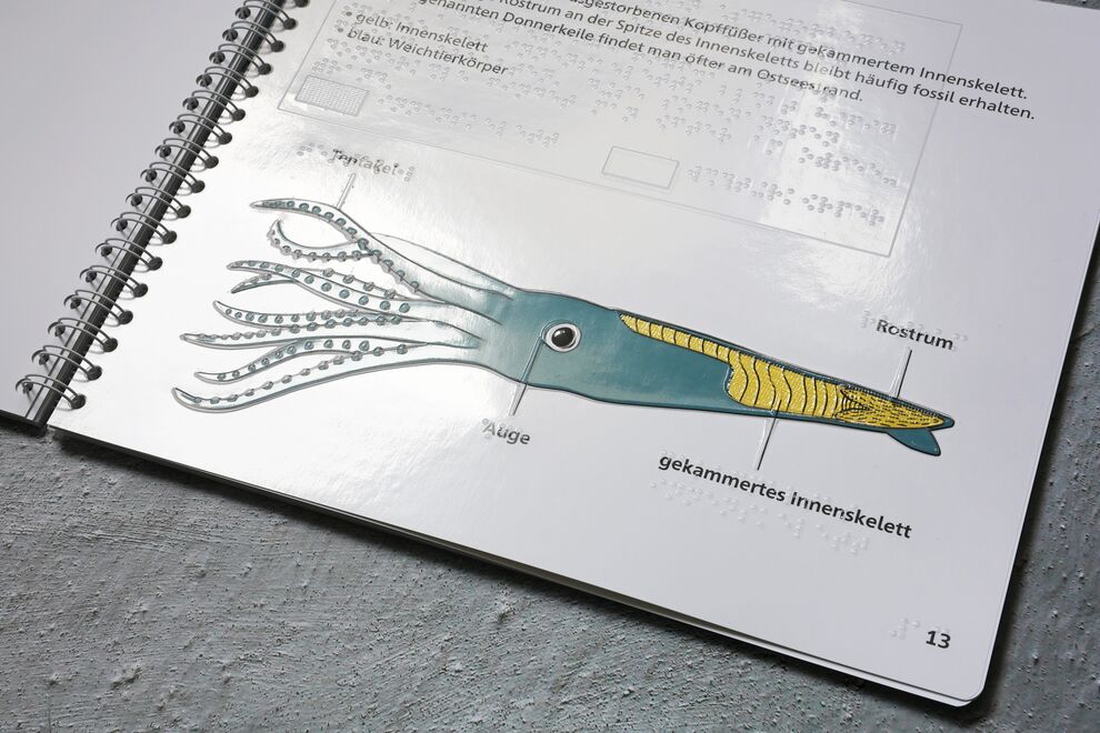 Aufgeschlagenes Ringbuch (taktile Illustration: Belemnit mit Tantakeln, Text in Braille- und Schwarzschrift)