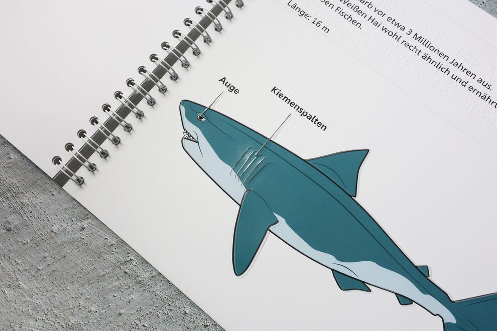Aufgeschlagenes Ringbuch (taktile Illustration: Megalon mit Kennzeichnung der Körperteile, Text in Braille- und Schwarzschrift)